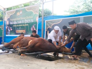 Wakapolda Sulsel Serahkan dan Saksikan Pemotongan Hewan Qurban pada Idul Adha 1446 H/2025 M