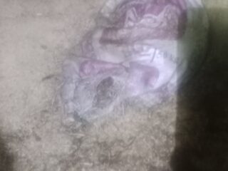 Warga Perinyameng Keluhkan Pembuangan Bangkai Ayam Ras di Sekitar Kuburan