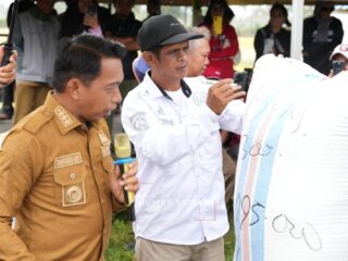Panen Raya di Bila Riase, Bupati Sidrap Dorong Modernisasi Pertanian Demi Peningkatan Produksi dan Kesejahteraan Petani