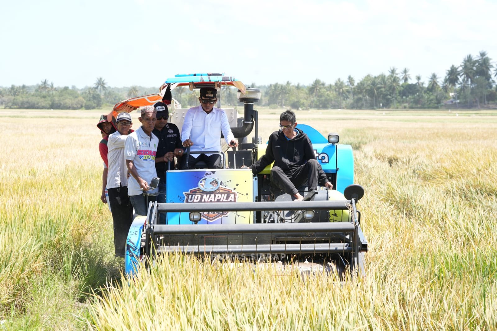 Panen Raya di Desa Botto, Bupati Sidrap Terus Dorong IP300 dan Modernisasi Pertanian Pitu Riase