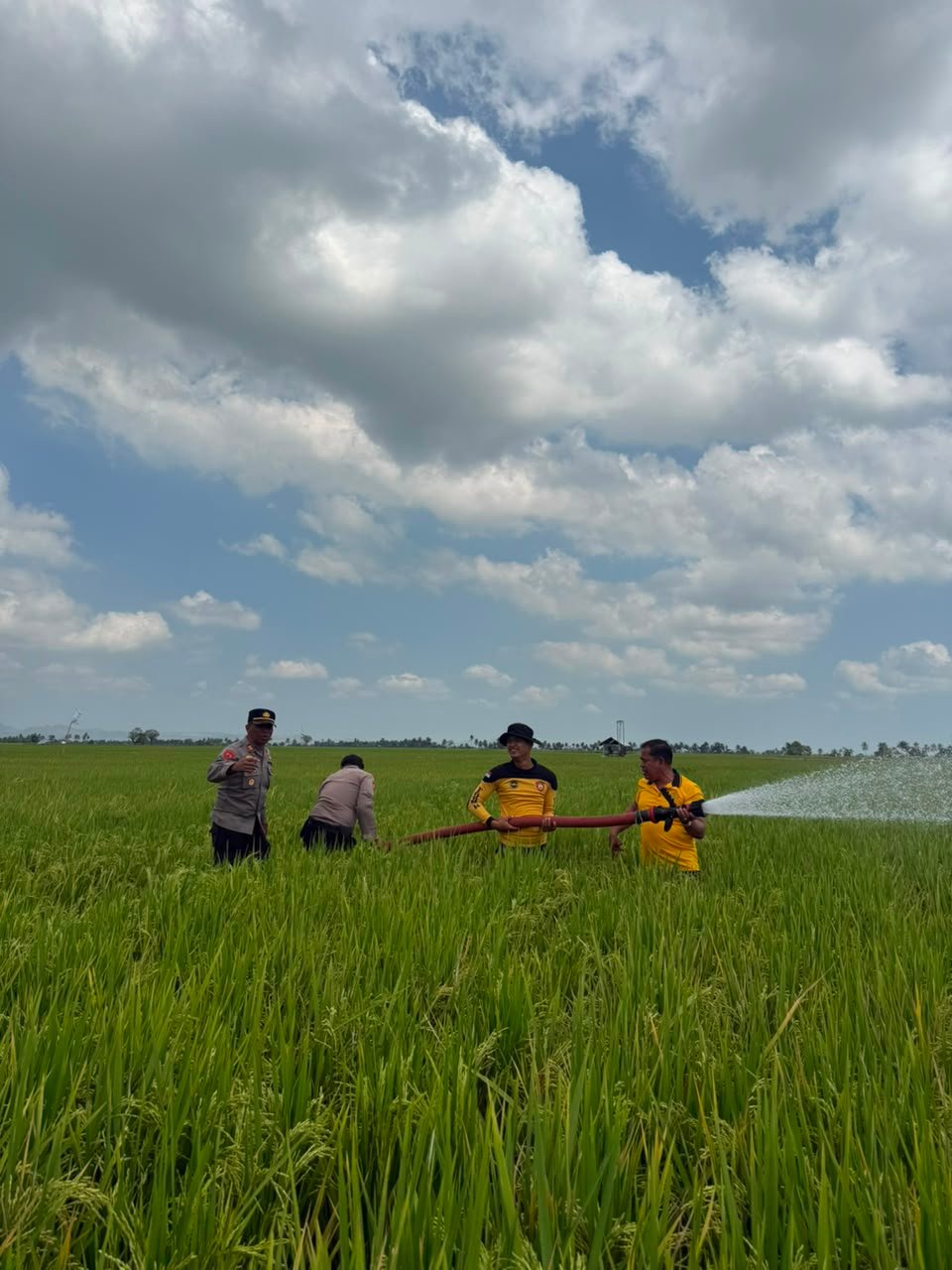 Peduli Petani di Tengah Kemarau, Polres Sidrap Siram Sawah Pakai Water Cannon