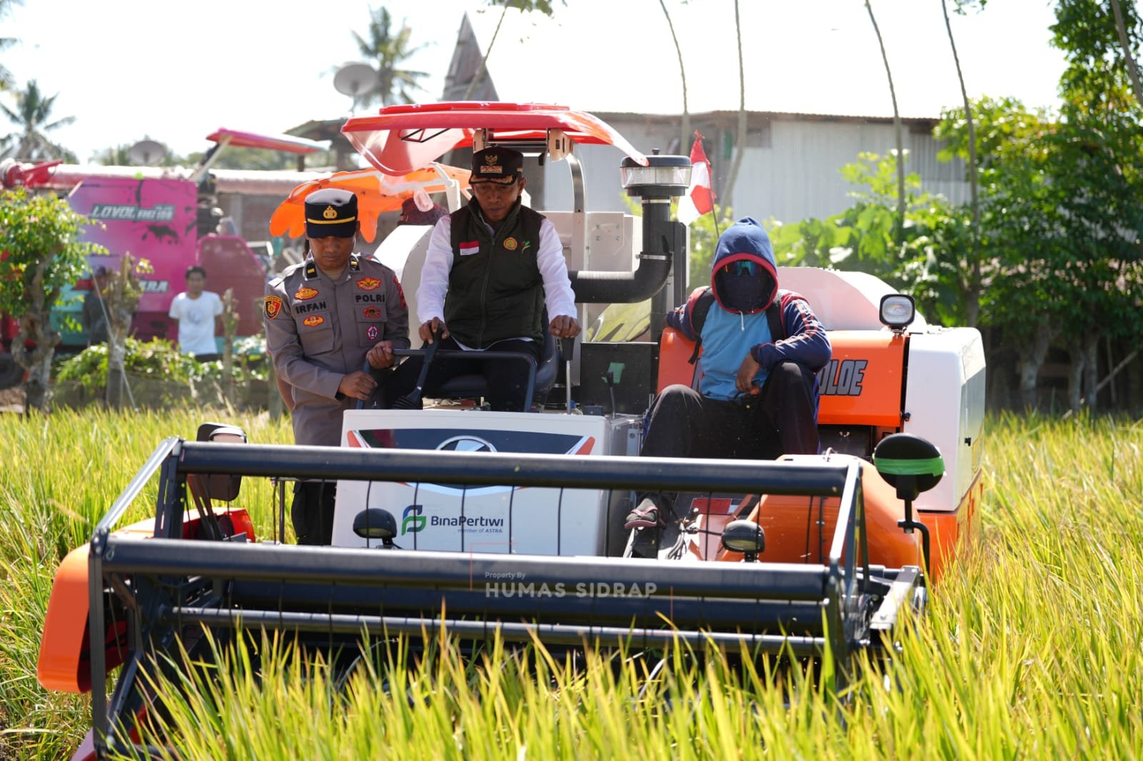 Bupati Syaharuddin Panen Raya di Sumpang Mango, Produktivitas Capai 10,7 Ton per Hektare